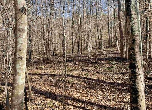 5_Beardon Hollow