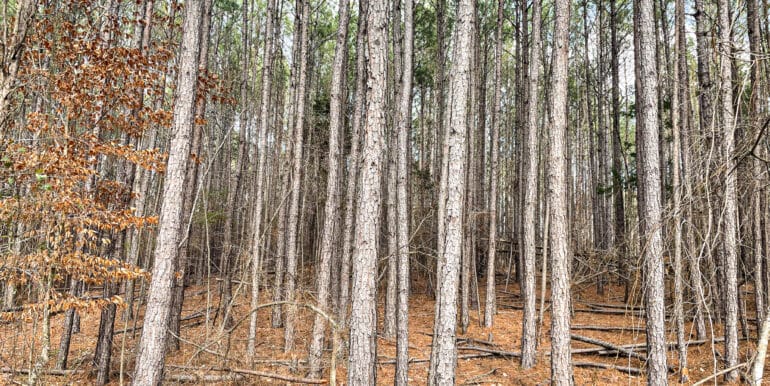 Sheorn-Lakeside small-06