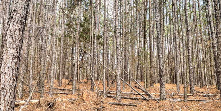 Sheorn-Lakeside small-07