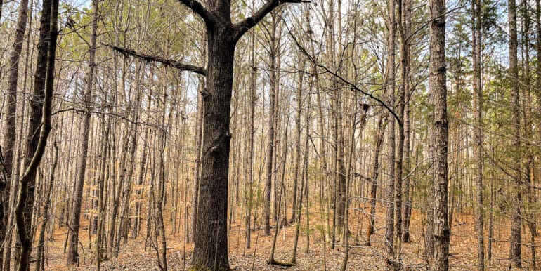 Sheorn-Lakeside small-09