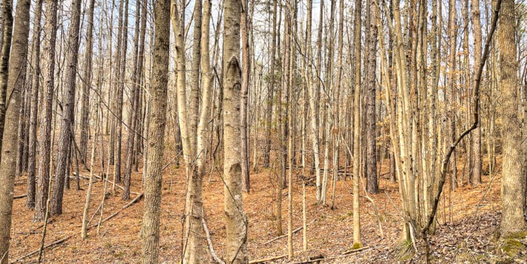 Sheorn-Lakeside small-10